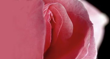 The Clitoris: The Seat of Pleasure